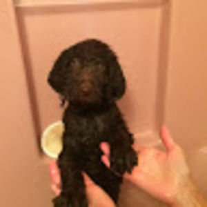 Meet your Posher, Gabby